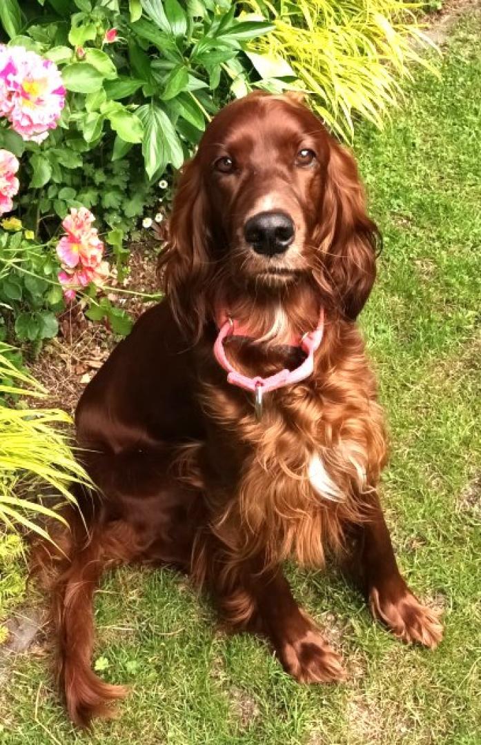 Babette mit 2 Jahren eine hübsche Lady