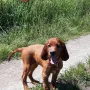 Babette bei ihrem ersten großen Spaziergang