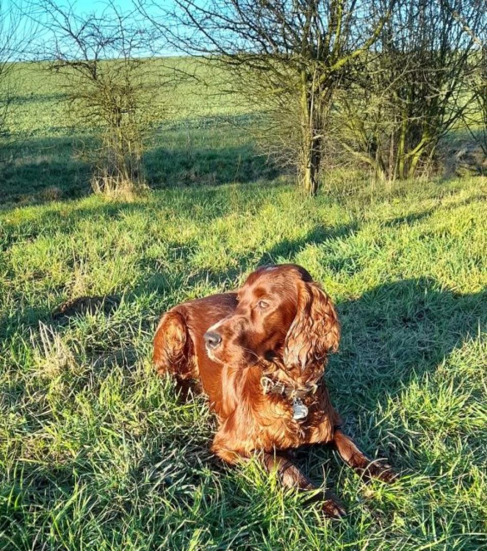 Balou in ein paar Tagen 1 Jahr alt