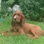 Balou treib bei Jutta und Bert in Ratingen sein Unwesen