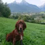 Balou 5 Monate alt, im Urlaub in den Bergen