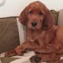 Bertie wohnt bei Nina und Kai in Bonn
