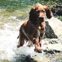 Balin sehr wasserfreudig