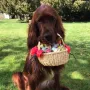 Balin wünscht schöne Ostern 2021