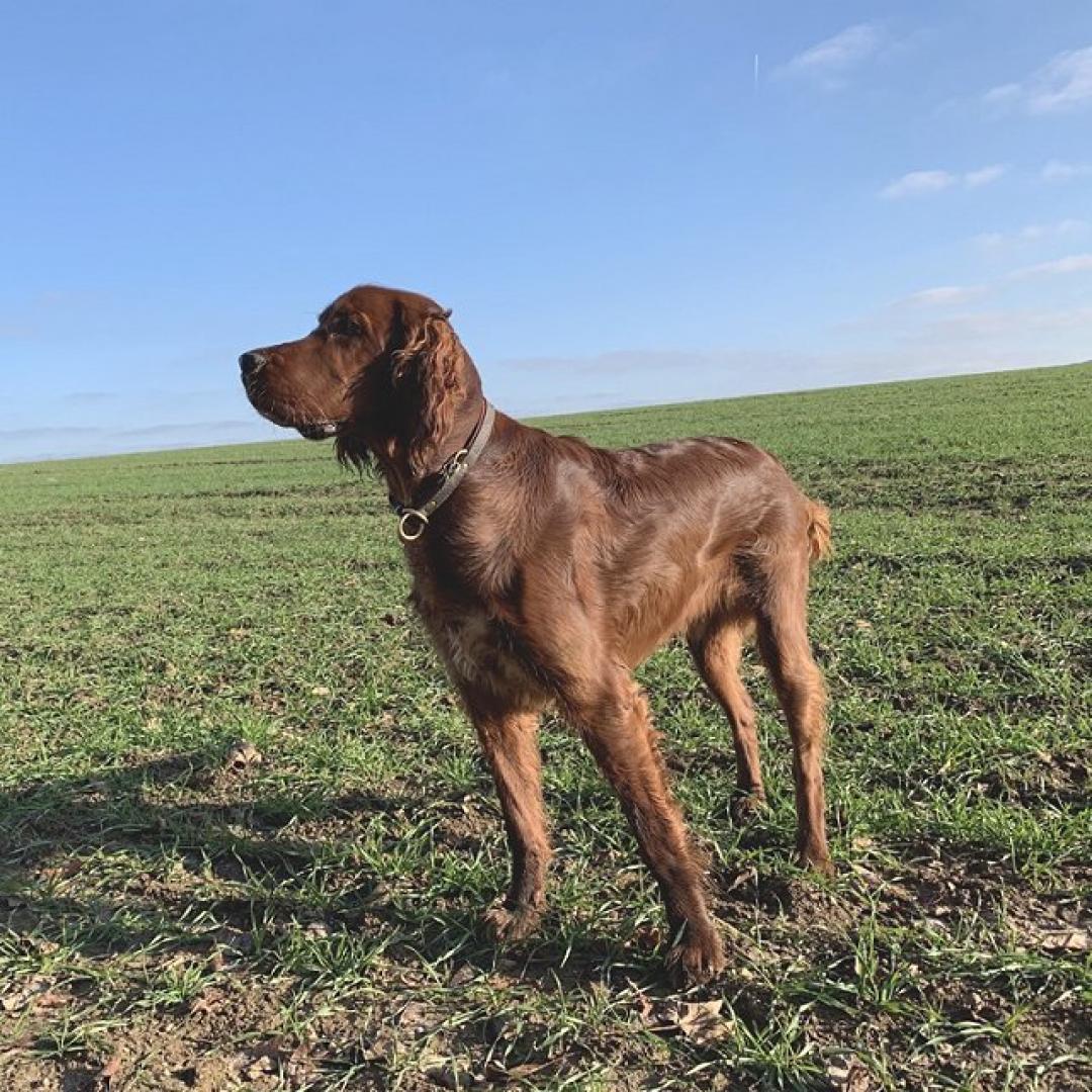 Brian 8 Monate, toller Bursche