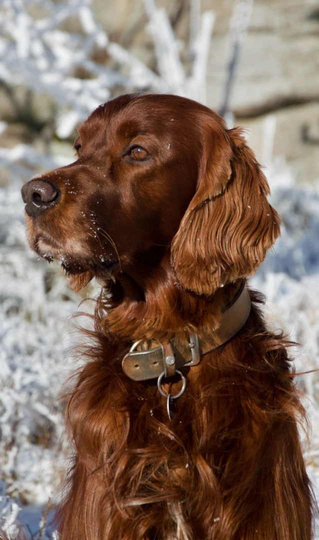 Bingo ein toller Kerl und immer mit wunderschönen Bildern 