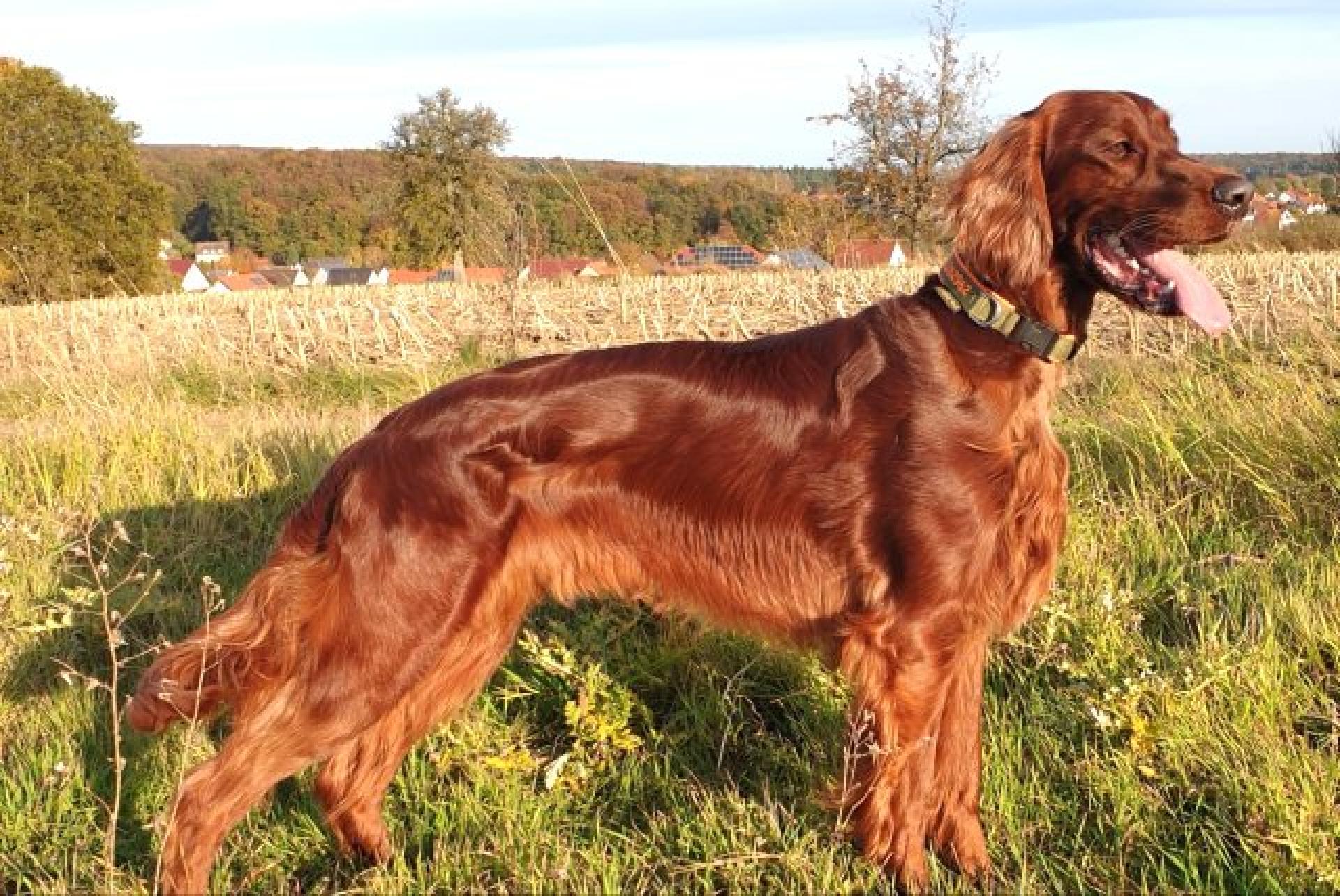 Cooper 17,5 Monate
