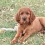 Cooper wohnt bei Brigitte und Uwe in Kottweiler-Schwanden