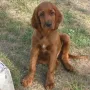 Cooper knapp 3 Monate