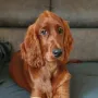 Cooper 4,5 Monate, ein Traumbursche