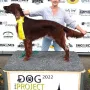 Dog Show Projekt 2022, CH; Sehr Gut 3 