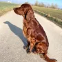 Cean Louis 1,5 Jahre