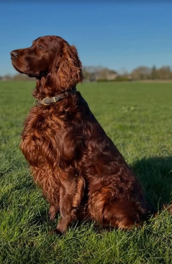Caruso hat sich zu einem TraumRüden entwickelt