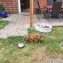 Coras ist zu Hartmur nach Suderburg gezogen