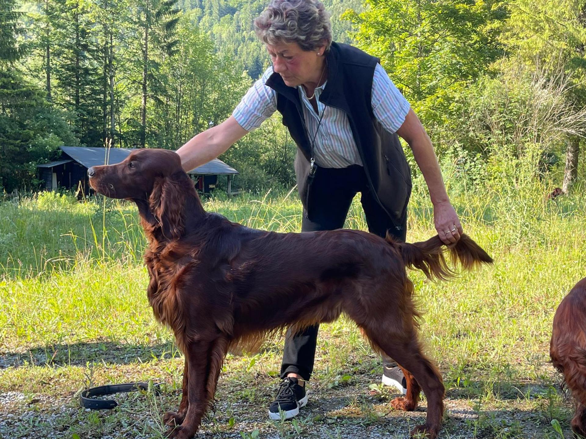 Cayenne war zum HD-Röntgen und gleich wurde ein Bild von dem hübschen Rüden gemacht (13 Monate)