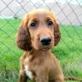 Cosima, hier knappe 3 Monate