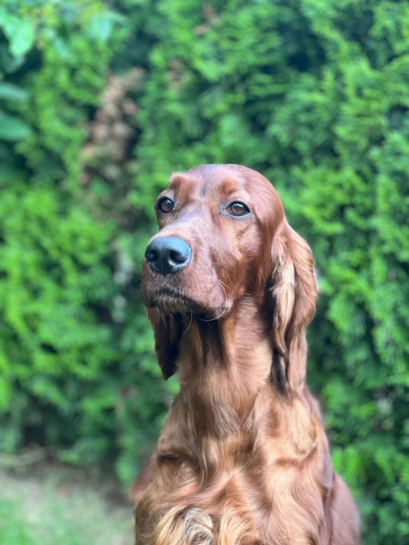 Cissy 3 Jahre, eine bildhübsche Hündin