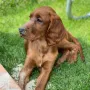 Cissy mit 3,5 Monaten, bildhübsch!