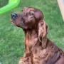 Cissy 3 Jahre, eine bildhübsche Hündin