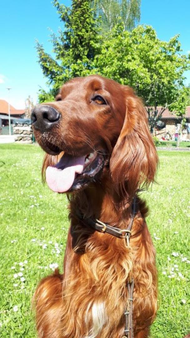 Caramel bald 2 Jahre jung