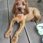 Cora wohnt bei Janine in Königsbrunn