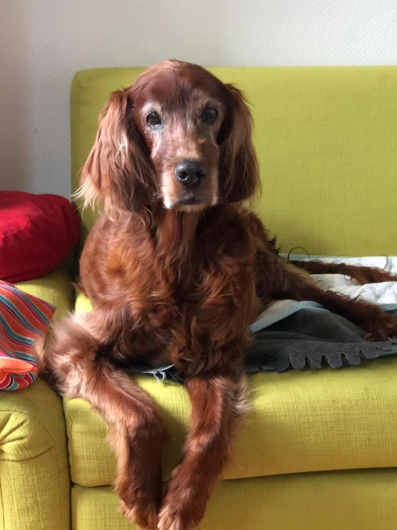 Amora 14,5 Jahre