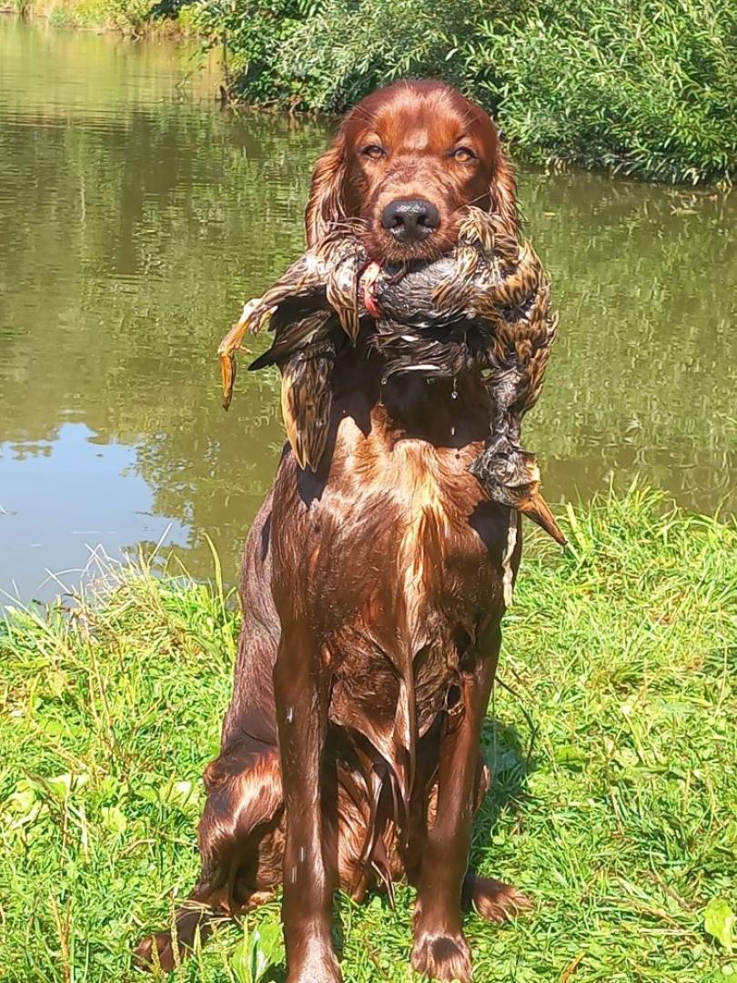 Djego ein fleißiger Jagdhelfer