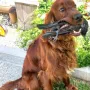 Djego fleißiger Jagdhelfer