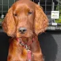 Earl Edward ein bildhübscher Bub mit knapp 7 Monaten 