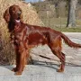 Earl Edward bald 1 Jahr jung