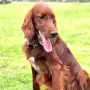 Eamon 1 Jahr jung