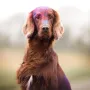Eamon beim Holi Shooting