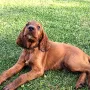 Eddy wohnt bei Stefan in Forchheim
