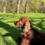 Erko hat sich zum tollen Rüden entwickelt, er ist nun 4 Jahre jung. 