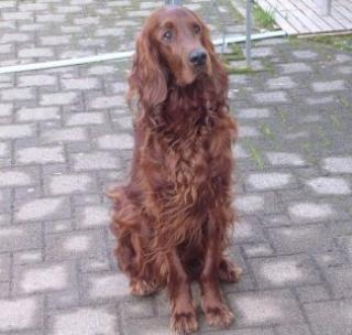 Basko lebt bei Familie Rech in Pirmasens