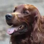 Basko ist nun schon ein fertiger Mann.