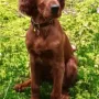 Flanagan´s Duke wohnt bei Daniela in München