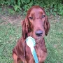 Bester Jüngstenhund Hallbergmoos 2023