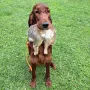 Auch Hase funktioniert schon gut