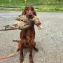 Und auch der Fasan wird apportiert