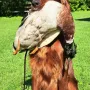 Apport mit Ente perfekt 