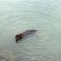 Gilbert ist eine Wasserratte