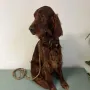 Gilbert, bald 2 Jahre 