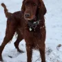 Gilbert 2 Jahre jung