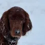 Gilbert 2 Jahre jung