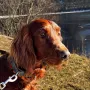 Gilbert hat sich mit 2 Jahren toll entwickelt