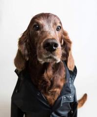 Brandy 11 Jahre