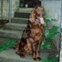 Brandy ist nach Luxemburg zu Pascale und seinem Cousin Zeno ausgewandert.