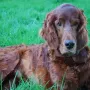 Brandy knapp 9 Jahre alt..