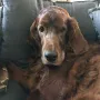 Brandy in ein paar Tagen 11 Jahre alt